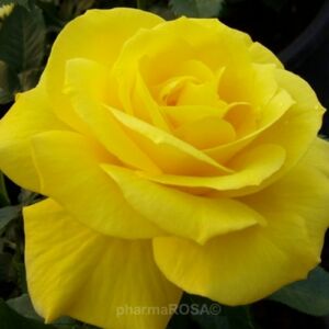 Rosa 'Sárga' - sárga - virágágyi floribunda rózsa