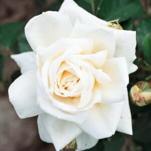 Rosa 'Fehér' - fehér - climber, futó rózsa