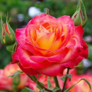 Rosa 'Sárga-Narancssárga' - sárga - narancssárga - teahibrid rózsa