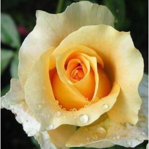 Rosa 'Krémsárga' - sárga - teahibrid rózsa