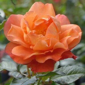Rosa 'Narancssárga' - narancssárga - climber, futó rózsa