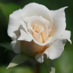 Rosa 'Fehér' - fehér - teahibrid rózsa