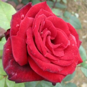 Rosa 'Bordó' - bordó - teahibrid rózsa
