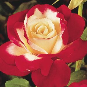 Rosa 'Fehér- Piros' - fehér - piros - teahibrid rózsa