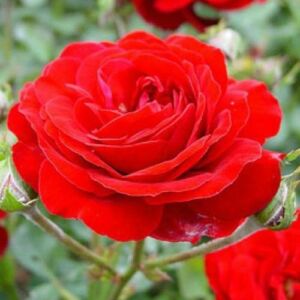 Rosa 'Piros' - piros - virágágyi floribunda rózsa