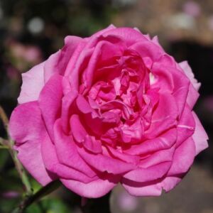 Rosa 'Parade' - rózsaszín - climber, futó rózsa