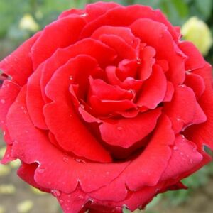 Rosa 'Red Berlin' - piros - teahibrid rózsa