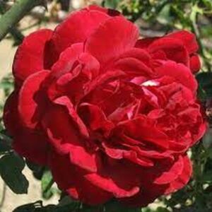 Rosa 'Piros' - piros - climber, futó rózsa
