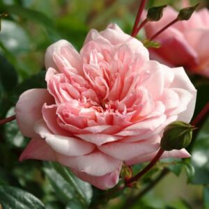 Rosa 'Paul Noël' - rózsaszín - rambler, kúszó rózsa
