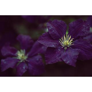 A Clematis betegségei, kártevői