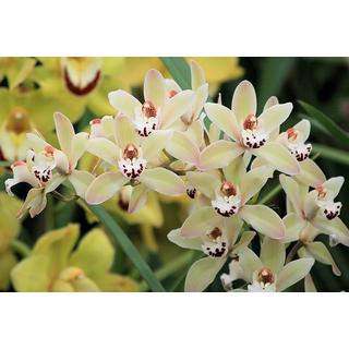 Problémás orchideák