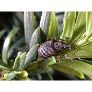 A tiszafa (Taxus baccata) növényvédelmi stratégiája