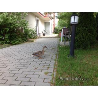 Vadkacsa a kertben