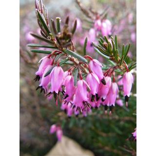 A hanga vagy alpesi erika (Erica carnea)