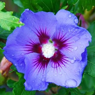 A növény, amelybe azonnal beleszeret az ember: a hibiszkusz