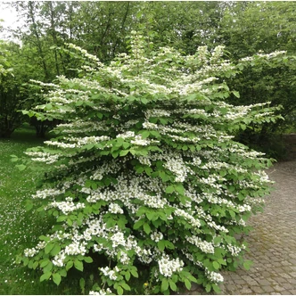Viburnum plicatum 'Watanabe' – Redős levelű bangita Viburnum plicatum 'Watanabe' – Redős levelű bangita