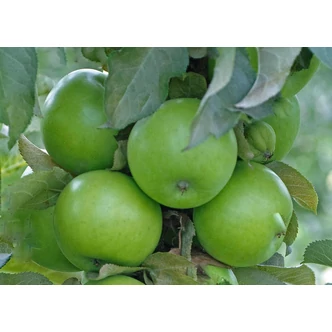 'Greencats®' oszlopos almafa (konténeres) 'Greencats®' oszlopos almafa (konténeres)