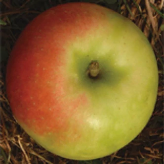 'Batul' (syn.: 'Narancs alma', 'Üveg alma', 'Mosolygós batul') rezisztens almafa (konténeres)