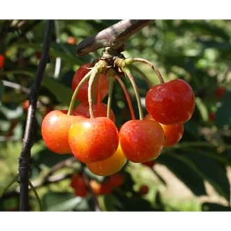 'Vega' cseresznyefa (extra méretű koros)