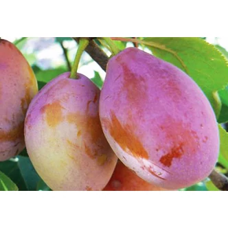 'Ageni' (syn.: 'd'Agen', 'd'Ente', 'Robe de Sergent') szilvafa (konténeres) 'Ageni' (syn.: 'd'Agen', 'd'Ente', 'Robe de Sergent') szilvafa (konténeres)