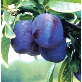 'Empress' (syn.: 'Grossa di Felisio') szilvafa (konténeres) 'Empress' (syn.: 'Grossa di Felisio') szilvafa (konténeres)