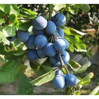 'Korai besztercei' (syn.: 'Vérbélű') szilvafa (konténeres) 'Korai besztercei' (syn.: 'Vérbélű') szilvafa (konténeres)