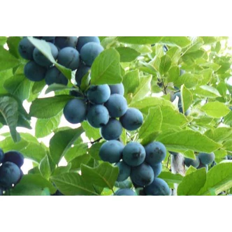 'Penyigei szilva' (syn.: 'Nemtudom szilva') (konténeres) 'Penyigei szilva' (syn.: 'Nemtudom szilva') (konténeres)