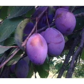 'Silvia' szilva (konténeres) 'Silvia' szilva (konténeres)