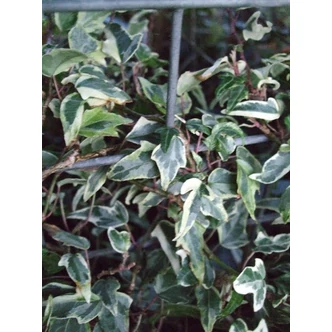 Hedera helix 'Little Diamond' - Tarkalevelű borostyán