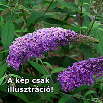 Buddleia davidii 'Alexander' – Lila virágú nyáriorgona (alacsony)
