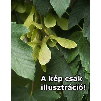Acer pseudoplatanus 'Zenith'' – Hegyi juhar