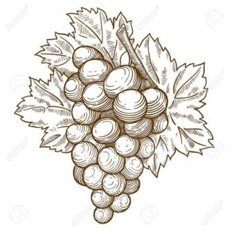'Coralla' csemegeszőlő