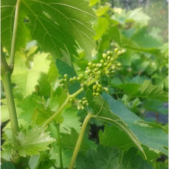 'Attila' csemegeszőlő