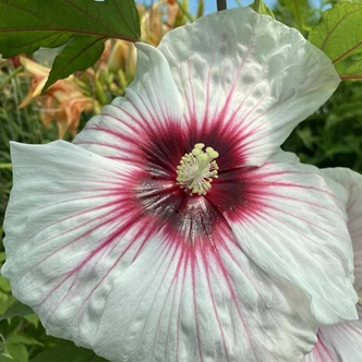 Hibiscus moscheutos 'Kopper King' – Mocsári hibiszkusz