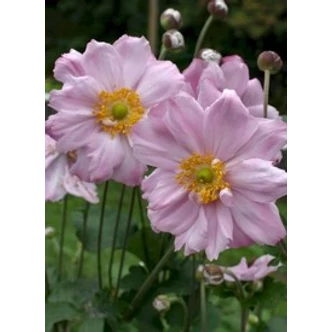 Anemone x hybrida 'Königin Charlotte' - Hibrid szellőrózsa