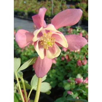 Aquilegia flabellata 'Cameo Red and White' - Japán harangláb (piros-rózsaszín-fehér)