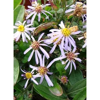 Aster ageratoides var. adustus 'Nanus'  - Mini halványlila őszirózsa
