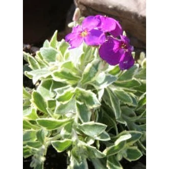 Aubrieta 'Dr Mules Variegated' - Kerti pázsitviola (ibolyakék virág, vajsárga levélszél)