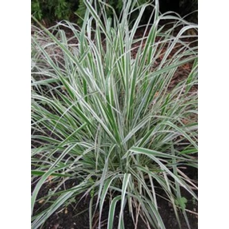 Calamagrostis x acutiflora 'Overdam' - Rózsaszín fehér nádtippan 