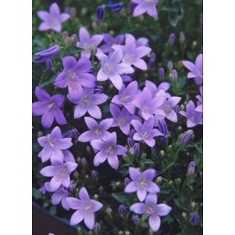 Campanula garganica - Garganói harangvirág (kék)
