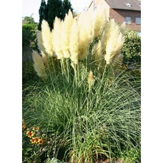 Cortaderia selloana 'Evita' - Ezüstös pampafű (ezüstfehér) 