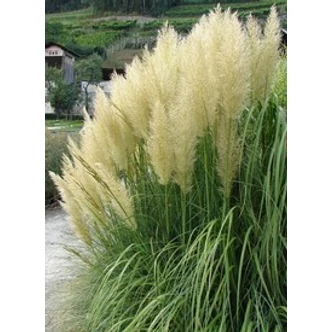 Cortaderia selloana - Ezüstös pampafű (fehér)