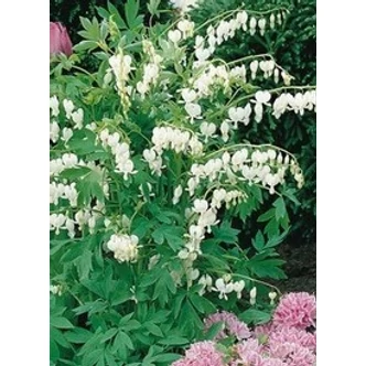 Dicentra spectabilis 'Alba' - Nagy szívvirág (fehér)