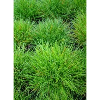 Festuca gautieri (scoparia) - Medveszőrcsenkesz