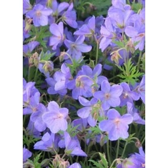 Geranium 'Johnson's Blue' - Kék gólyaorr