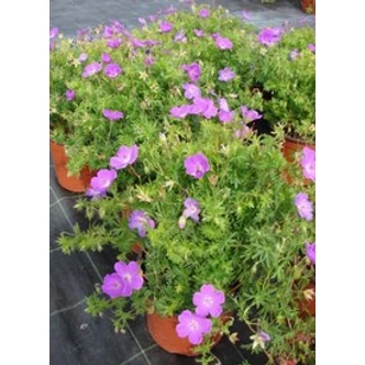 Geranium sanguineum - Piros gólyaorr Geranium sanguineum - Piros gólyaorr