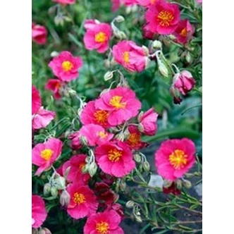 Helianthemum 'Ben Hope' - Napvirág (rózsaszín) Helianthemum 'Ben Hope' - Napvirág (rózsaszín)