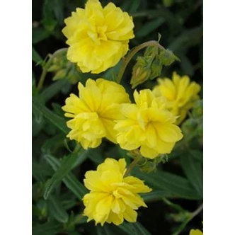 Helianthemum 'Sulphureum Plenum' (Gelbe Perle) - Sárga, telt napvirág Helianthemum 'Sulphureum Plenum' (Gelbe Perle) - Sárga, telt napvirág