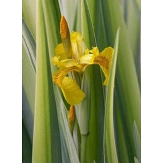 Iris pseudacorus 'Variegata' - Mocsári nőszirom (sárga-zöld csíkos lomb)
