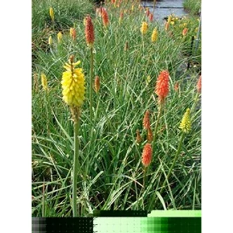 Kniphofia 'Flamenco' - Fáklyaliliom